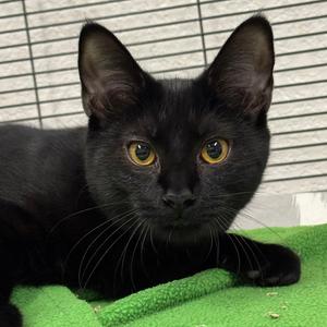Lois, young, available for adoption