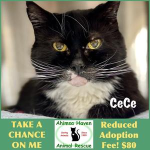 CeCe, senior, available for adoption