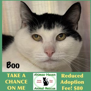 Boo, senior, available for adoption