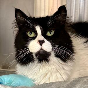 Cookie, adult, available for adoption