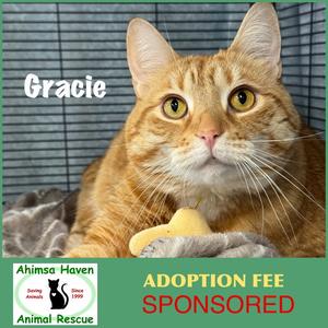 Gracie, adult, available for adoption