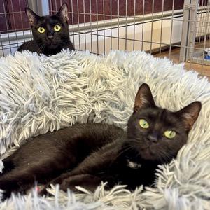 Bella & Cocoa, young, available for adoption