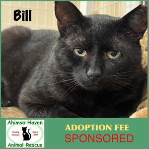 Bill, young, available for adoption