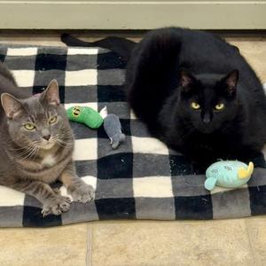 Appa & Little, adult, available for adoption