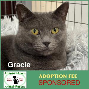 Gracie, young, available for adoption
