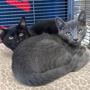 Charcoal & Midnight, kitten, available for adoption