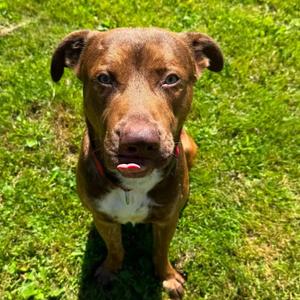 Roan, Mixed Breed (Large), young, available for adoption