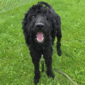 Orlando, Poodle, adult, available for adoption