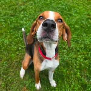 Maple, Coonhound, Treeing Walker, adult, available for adoption