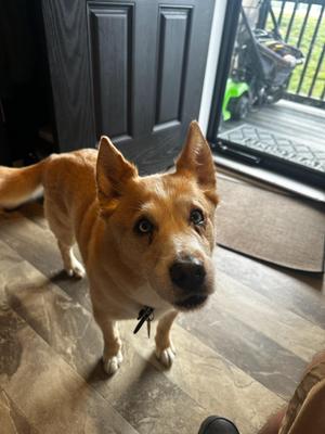 Sheik, Canaan Dog / Mixed Breed, senior, available for adoption