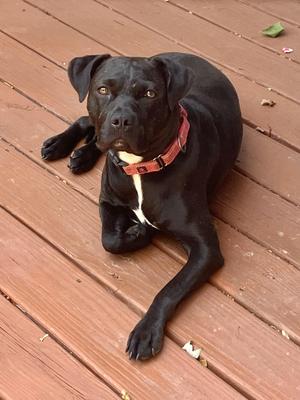 Snooki - COURTESY POST, Pit Bull Terrier / Mixed Breed, adult, available for adoption