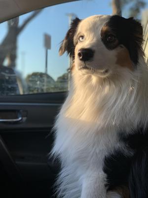 Theodore, Australian Shepherd, adult, available for adoption