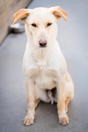 a white dog sitting on a concrete surface