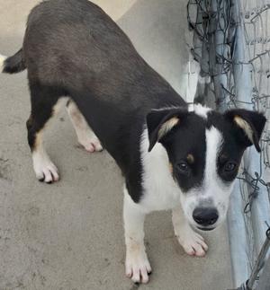 A black and white dog standing on a concrete surface, looking directly at the camera with its ears perked up.