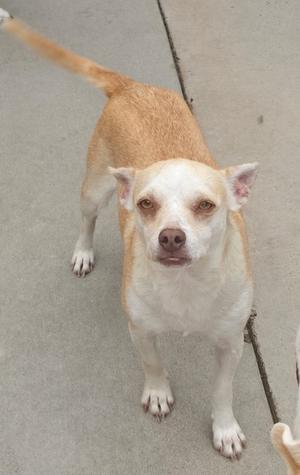 A light brown and white dog standing on a concrete surface, looking up at the camera with its ears perked up.