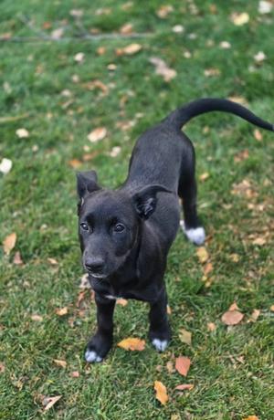 A black puppy with white paws standing on grass