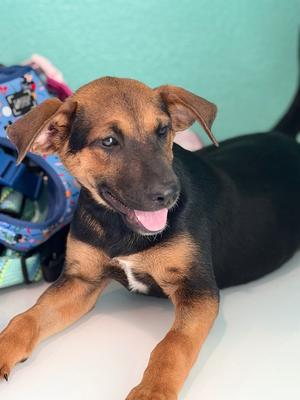 Ceci, Australian Cattle Dog/Shepherd, puppy, available for adoption