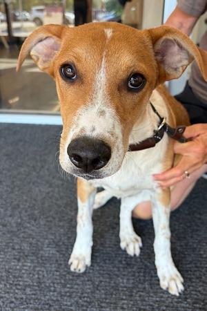 Eugenie 2, Australian Cattle Dog/Labrador Retriever, young, available for adoption