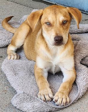 Crusty Muffin, Australian Cattle Dog/Labrador Retriever, puppy, available for adoption