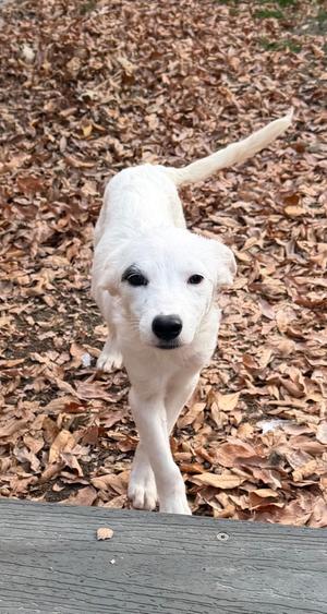 Chal, Australian Cattle Dog/Labrador Retriever, puppy, available for adoption