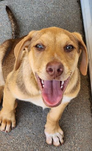 Boysenberry Mousse, Australian Cattle Dog/Labrador Retriever, puppy, available for adoption