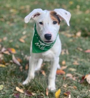 A white and brown puppy wearing a green bandana with the words "ME" on it, standing on grass with fallen leaves around.