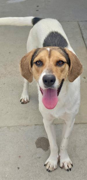 A happy dog with a white coat and brown and black markings on its back, standing on a concrete surface with its tongue out.
