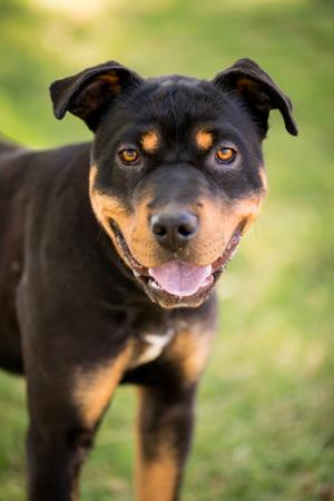 Callowan, Rottweiler/Labrador Retriever, adult, available for adoption
