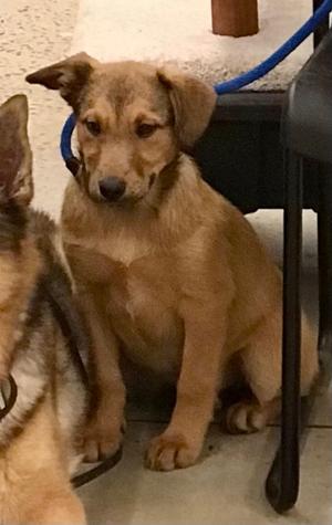 Golden Mantella, Retriever/Shepherd, adult, available for adoption