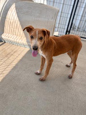 Buzby, Australian Cattle Dog/Blue Heeler/Cattle Dog, puppy, available for adoption