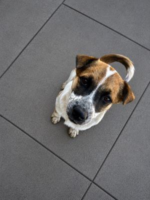 A brown and white dog sitting on a gray tiled floor looking up at the camera.