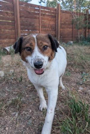 A happy dog with a white and brown coat standing in a grassy area with a wooden fence in the background.
