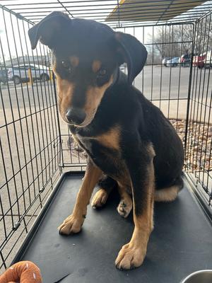 Furok, Shepherd, adult, available for adoption