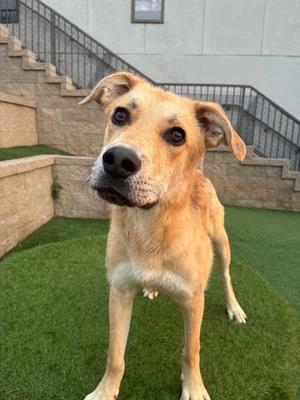 Bjorn, Cattle Dog, young, available for adoption