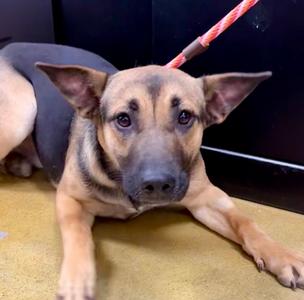 Chambli, Shepherd/Labrador Retriever, young, available for adoption