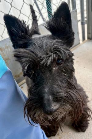 Callum / Lillie, Terrier, senior, available for adoption