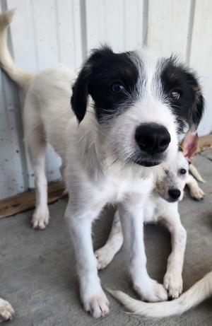 Fram, Retriever/Terrier, puppy, available for adoption