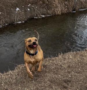 Bart 2, Pit Bull Terrier, adult, available for adoption