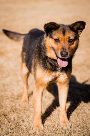 Galadriel, Shepherd/Cattle Dog, senior, available for adoption