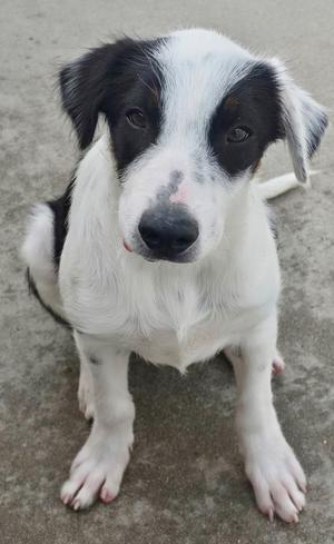 A black and white puppy sitting on a concrete surface, looking directly at the camera.