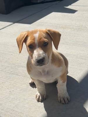 Chubasco, Labrador Retriever/Australian Cattle Dog, puppy, available for adoption