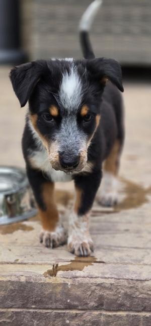 Aniana, Australian Cattle Dog, puppy, available for adoption
