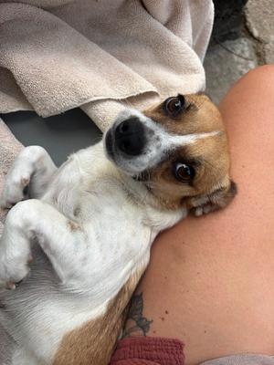 Aria Blaze, Chihuahua/Terrier, adult, available for adoption