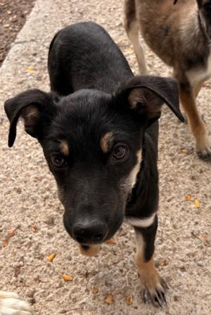 Bryse, Chihuahua/Terrier, adult, available for adoption