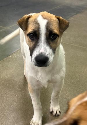 A close-up of a dog with a white and brown coat, looking directly at the camera.