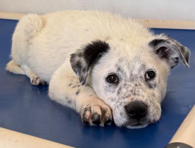 Biertan, Australian Cattle Dog/Blue Heeler/Shepherd, young, available for adoption