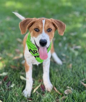 A happy beagle dog wearing a green bandana, standing on grass with its tongue out.