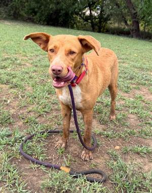 A brown dog with floppy ears and a pink collar stands on a grassy field, holding a purple leash in its mouth.