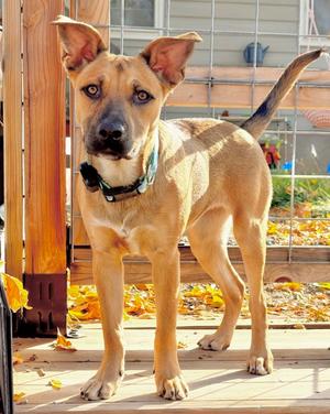 Briette, Pit Bull Terrier/Cattle Dog, young, available for adoption