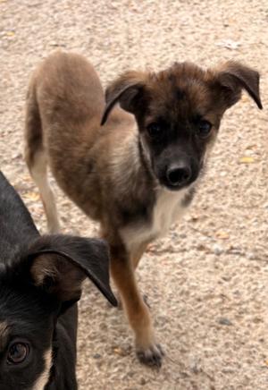 Bodette, Chihuahua/Terrier, adult, available for adoption